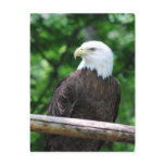 Bald Eagle Bird Postcard
