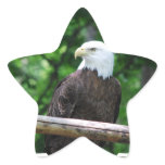 Bald Eagle Bird Stickers