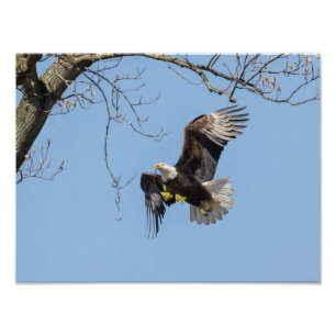 Bald Eagle Building Supplies Photo Print