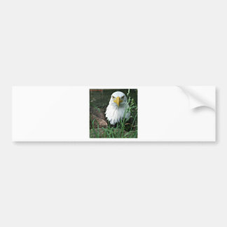 bald eagle bumper sticker