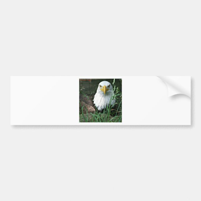 bald eagle bumper sticker (Front)