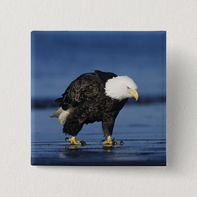 Bald Eagle Button (Front)