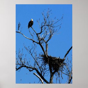 Bald Eagle by its nest poster