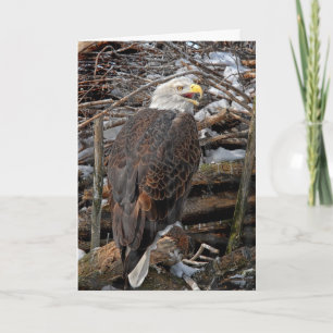 Bald Eagle by Snowy Nest Holiday Card