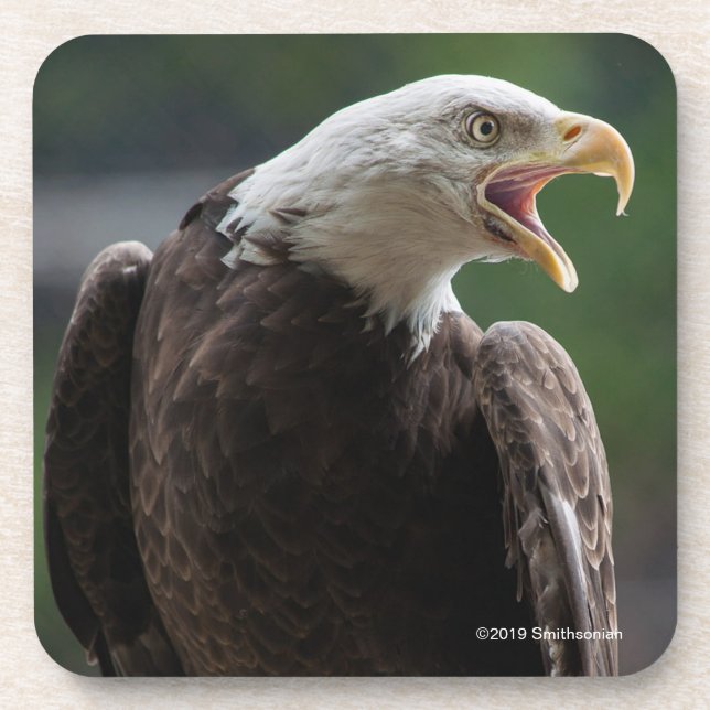 Bald Eagle Calling Beverage Coaster (Front)