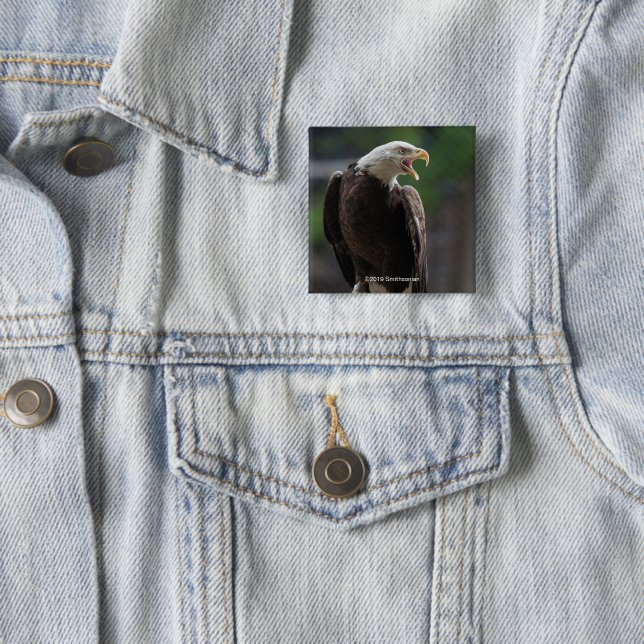 Bald Eagle Calling Button (In Situ)