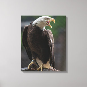 Bald Eagle Calling Canvas Print