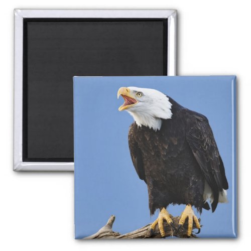 Bald Eagle calling Homer Alaska Haliaetus Magnet