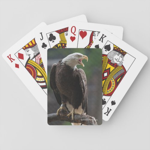 Bald Eagle Calling Poker Cards