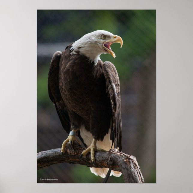 Bald Eagle Calling Poster (Front)