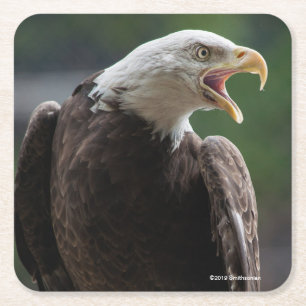 Bald Eagle Calling Square Paper Coaster