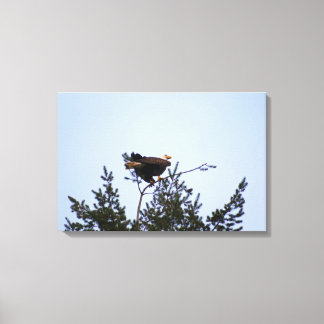 Bald Eagle Canvas Print