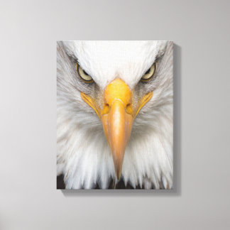 Bald eagle canvas print