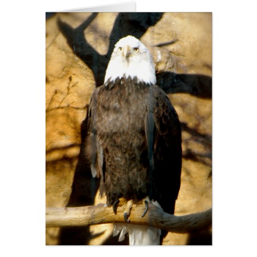 Bald Eagle Card (Front)