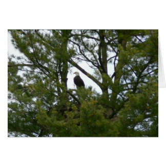 Bald Eagle Card