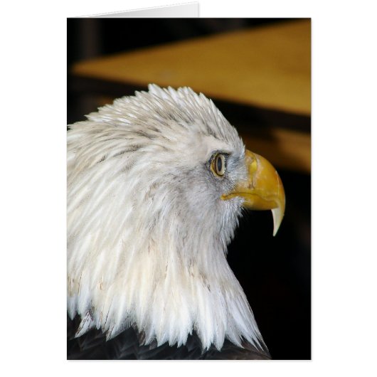 Bald Eagle Cards (Front)
