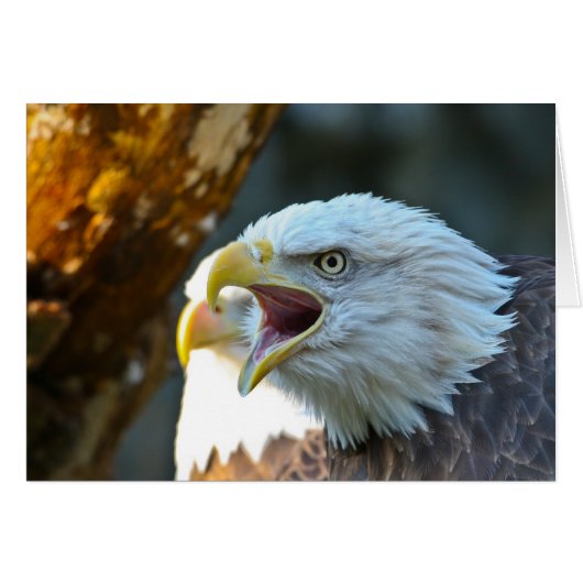 Bald Eagle Cards (Front Horizontal)