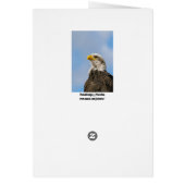 Bald Eagle Cards (Back)