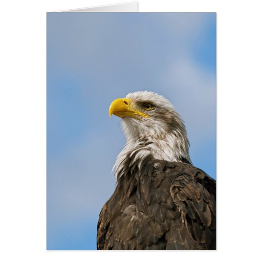 Bald Eagle Cards (Front)