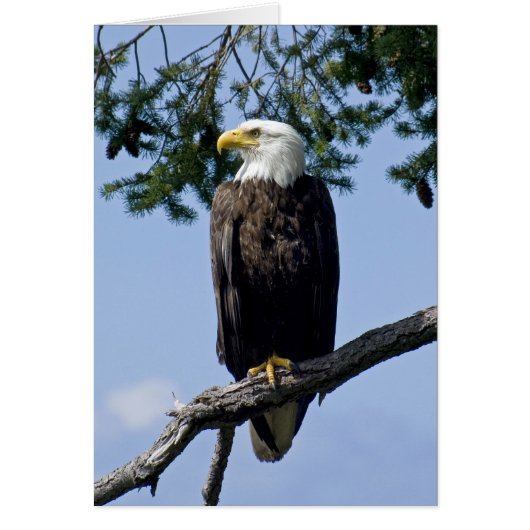 Bald Eagle - cards (Front)