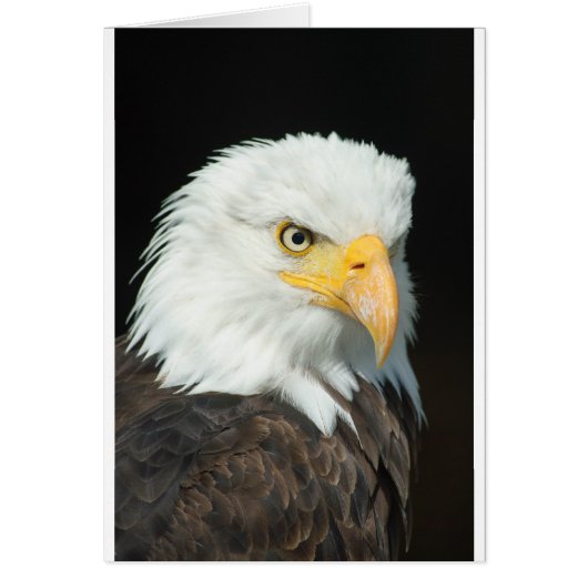 Bald Eagle Cards (Front)