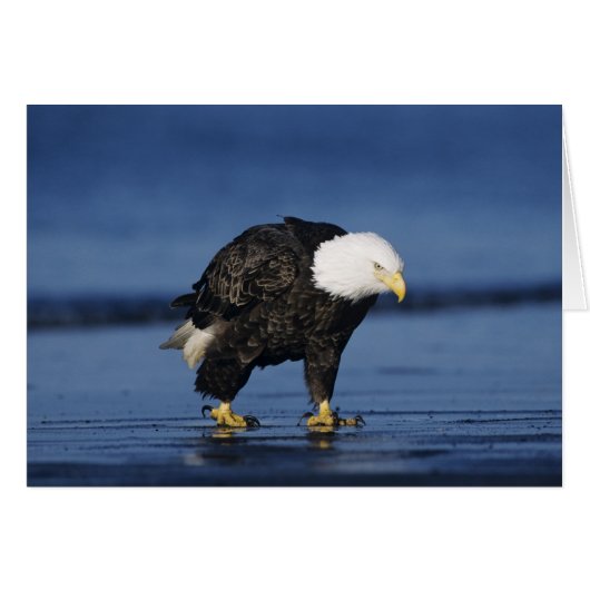 Bald Eagle Cards (Front Horizontal)