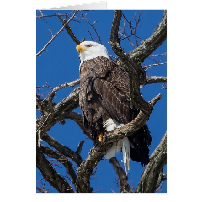 Bald Eagle Cards (Front)