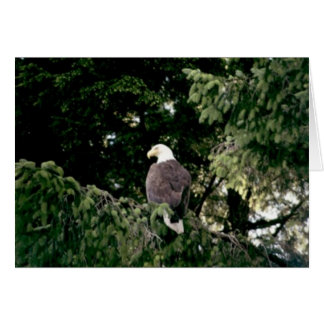 Bald Eagle Cards