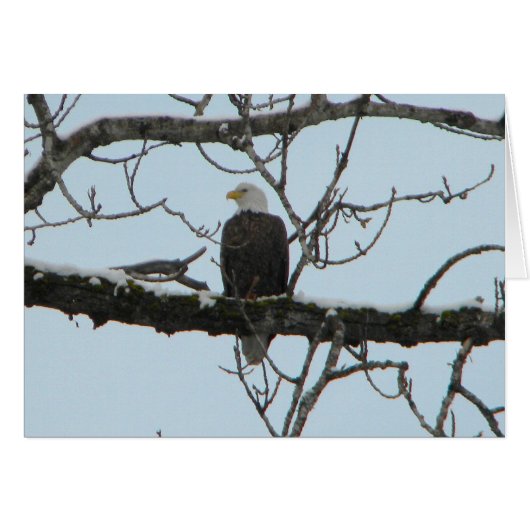 Bald Eagle Cards (Front Horizontal)