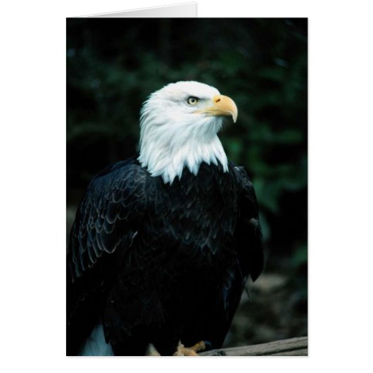 Bald Eagle Cards (Front)