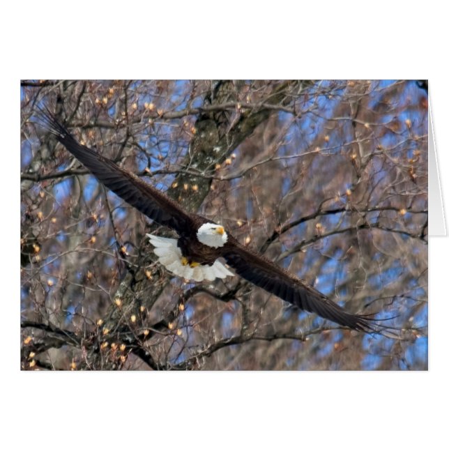 Bald Eagle Cards (Front Horizontal)