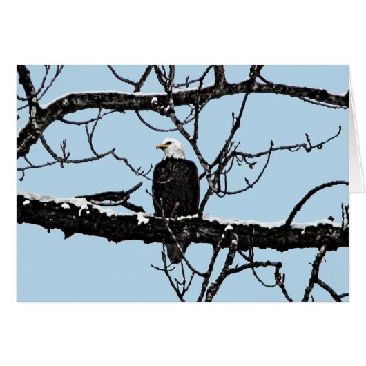Bald Eagle Cards (Front Horizontal)