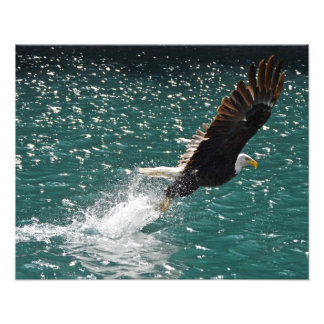 Bald Eagle Catching a Fish Photo Print