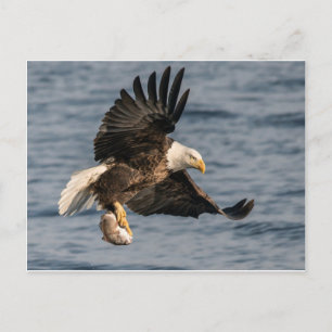 Bald Eagle Catching Food Postcard