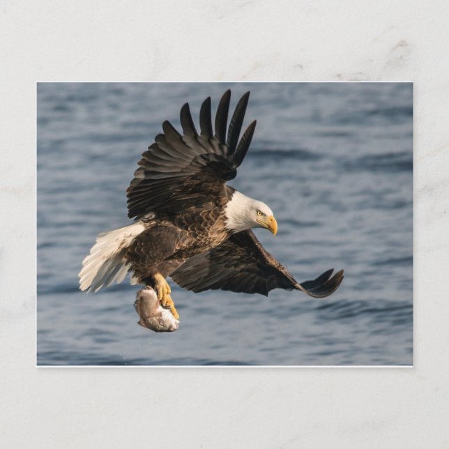 Bald Eagle Catching Food Postcard (Front)