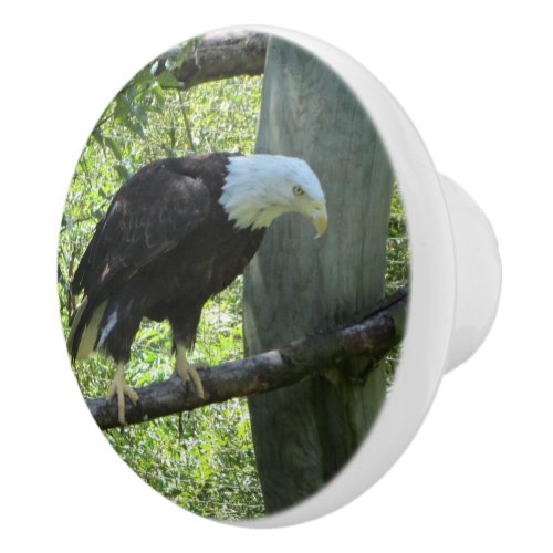 Bald Eagle Ceramic Knob