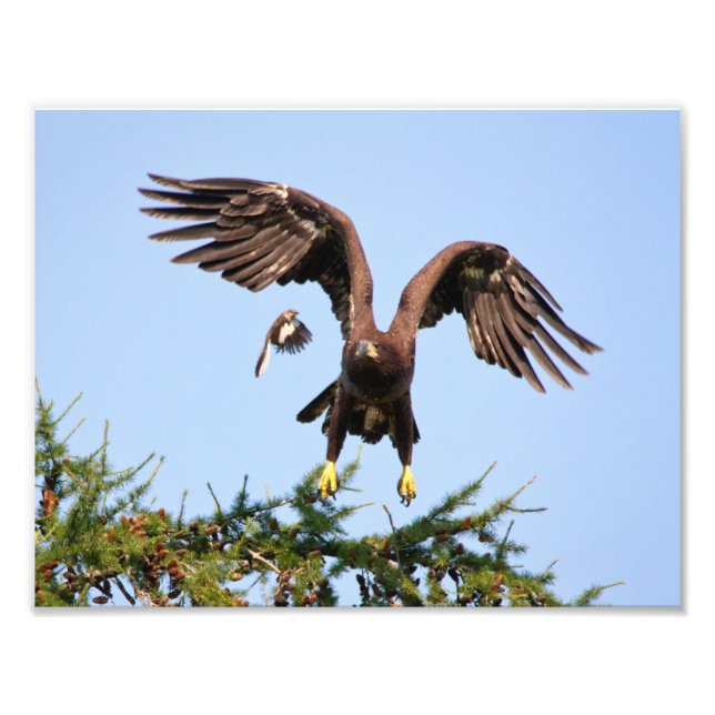 Bald Eagle Chased by a mockingbird Photo Print (Front)