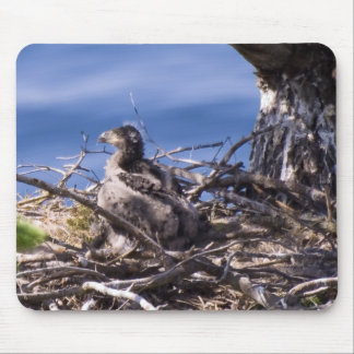 Bald Eagle Chick - Mouse Pad