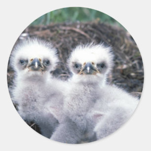 Bald Eagle Chicks Classic Round Sticker