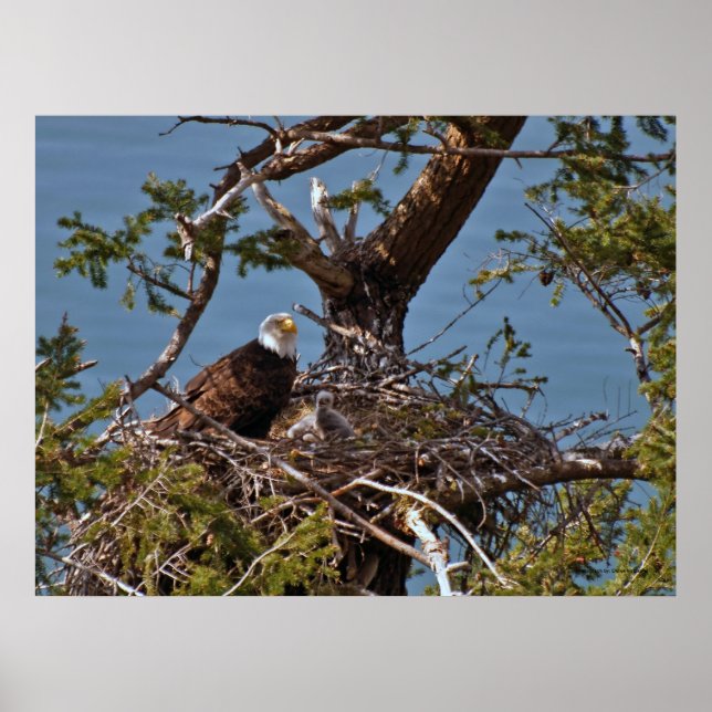 Bald Eagle Chicks - Fine Art Prints (Front)