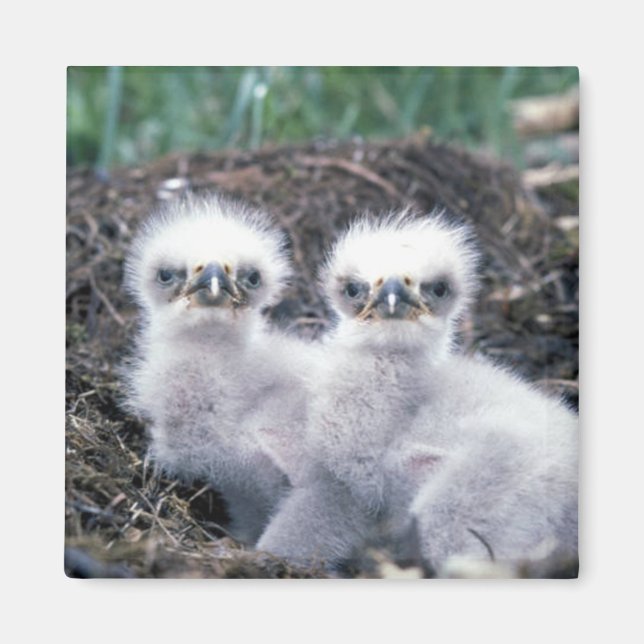 Bald Eagle Chicks Magnet (Front)