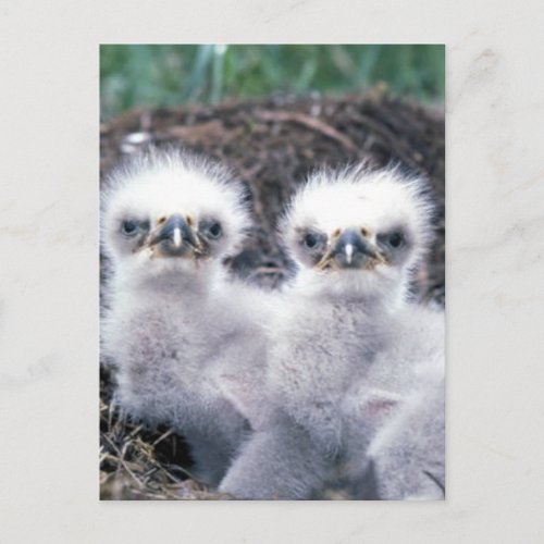 Bald Eagle Chicks Postcard