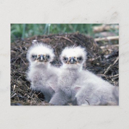 Bald Eagle Chicks Postcard
