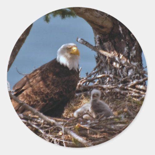 Bald Eagle Chicks _ Sticker