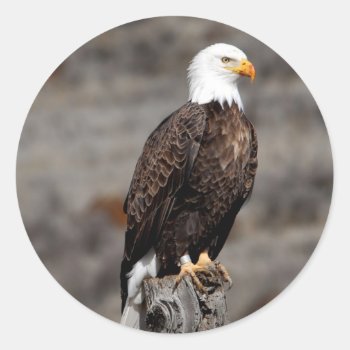 Bald Eagle Classic Round Sticker by KybritorKreations at Zazzle