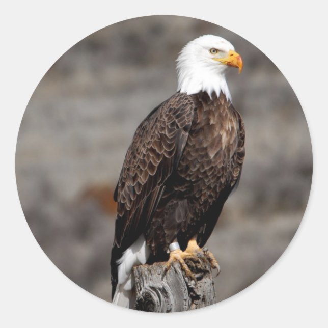Bald Eagle Classic Round Sticker (Front)