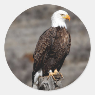 Bald Eagle Classic Round Sticker