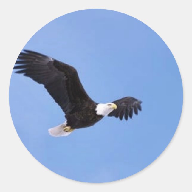 Bald eagle classic round sticker (Front)
