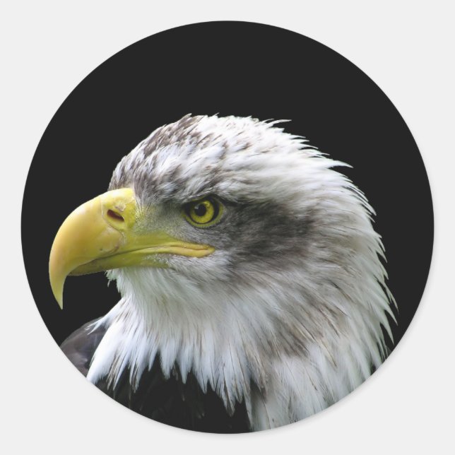 Bald Eagle Classic Round Sticker (Front)