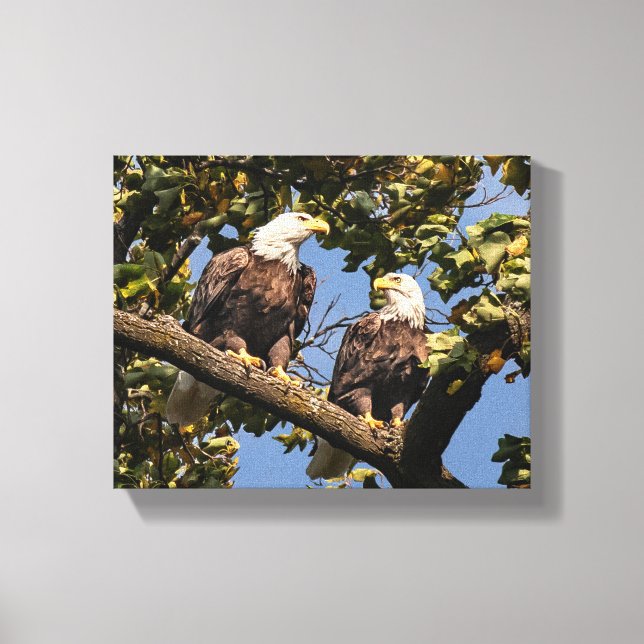Bald Eagle Couple Canvas Print (Front)